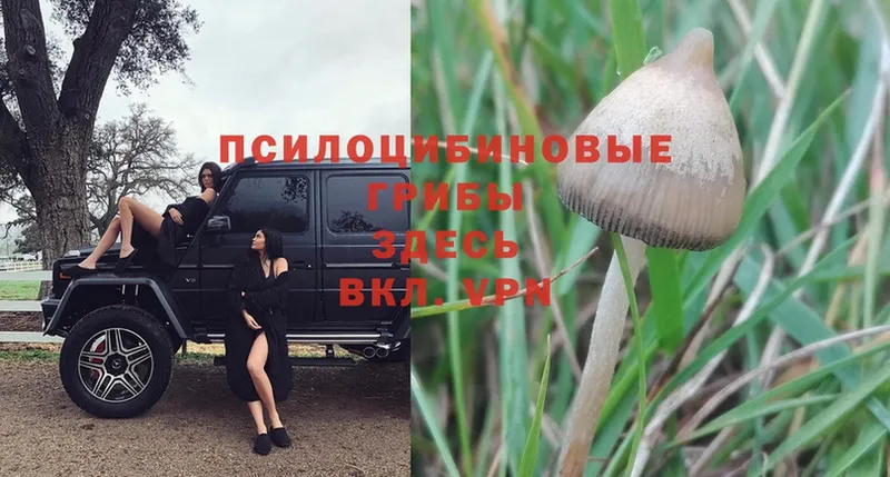 Галлюциногенные грибы Psilocybe  наркота  Белокуриха 